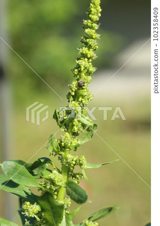 春天連塔都開的菠菜花 春天連塔都開的菠菜花 102358409