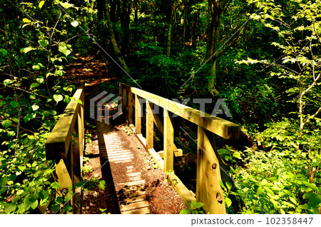神奈川箱根飛龍瀑布自然步道，木橋風景 102358447
