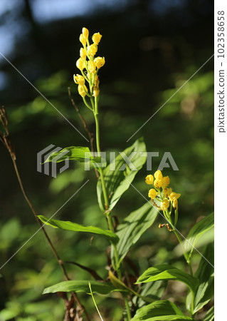Kinran, which shines yellow and blooms in the forest 102358658