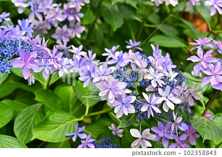 文寶寺的紫陽花 102358843