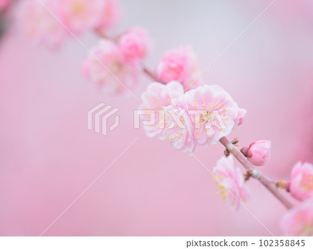 Beautiful scenery of Hokkaido Beautiful red plum blossoms in Hiraoka Park Beautiful scenery of Hokkaido Beautiful red plum blossoms in Hiraoka Park 102358845