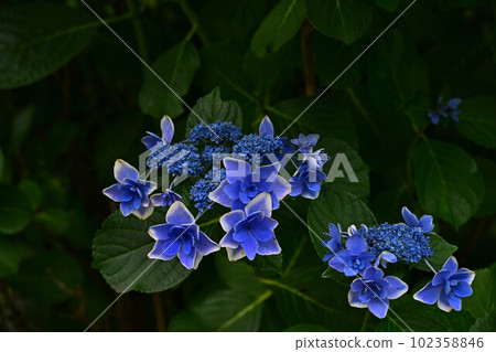 Hydrangea at Bunpo-ji Temple 102358846