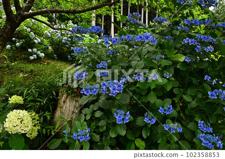文寶寺的紫陽花 文寶寺的紫陽花 102358853