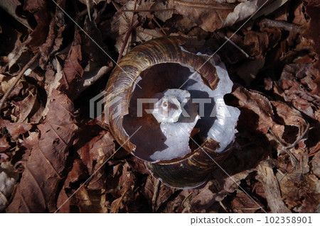 Snail shell Snail shell 102358901