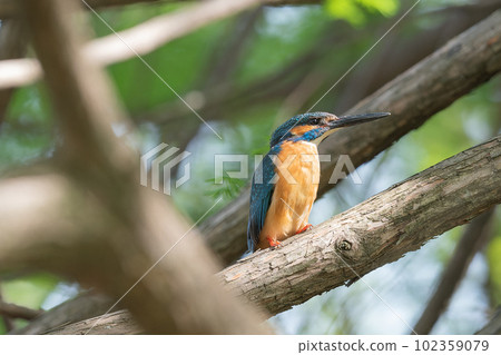 Kingfisher Kingfisher 102359079