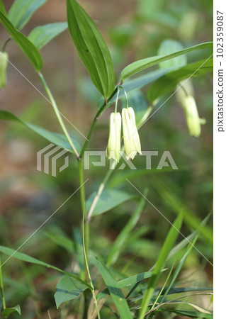 Naruko lily, a wild vegetable that quietly blooms in the fields and mountains in spring Naruko lily, a wild vegetable that quietly blooms in the fields and mountains in spring 102359087