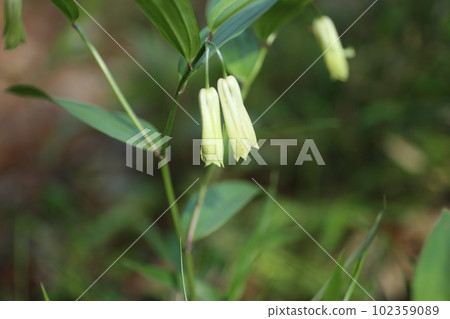Naruko lily, a wild vegetable that quietly blooms in the fields and mountains in spring Naruko lily, a wild vegetable that quietly blooms in the fields and mountains in spring 102359089