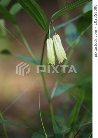 Naruko lily, a wild vegetable that quietly blooms in the fields and mountains in spring Naruko lily, a wild vegetable that quietly blooms in the fields and mountains in spring 102359090