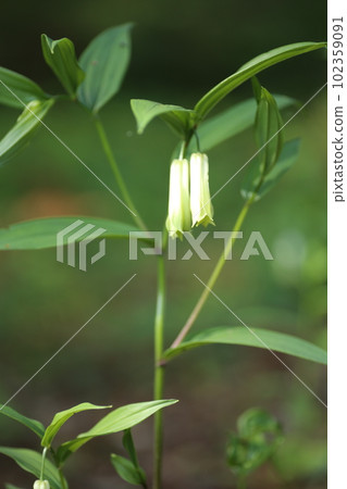 Naruko lily, a wild vegetable that quietly blooms in the fields and mountains in spring Naruko lily, a wild vegetable that quietly blooms in the fields and mountains in spring 102359091