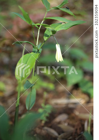 Naruko lily, a wild vegetable that quietly blooms in the fields and mountains in spring Naruko lily, a wild vegetable that quietly blooms in the fields and mountains in spring 102359094