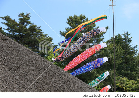 鯉魚幡比屋頂還高 鯉魚幡在藍天裡游 102359423