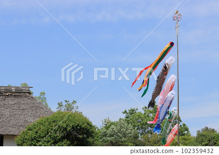 鯉魚幡比屋頂還高 鯉魚幡在藍天裡游 102359432