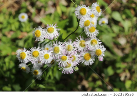 White flower, haljeong, blooming in wastelands and fields when the weather warms in spring White flower, haljeong, blooming in wastelands and fields when the weather warms in spring 102359556