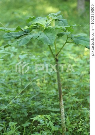 Arisaema serratum，一種在森林中開花的天南星科植物 102359809