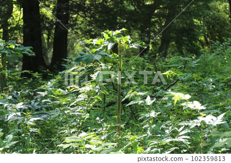 Arisaema serratum, a plant of the Araceae family that blooms in the forest Arisaema serratum, a plant of the Araceae family that blooms in the forest 102359813