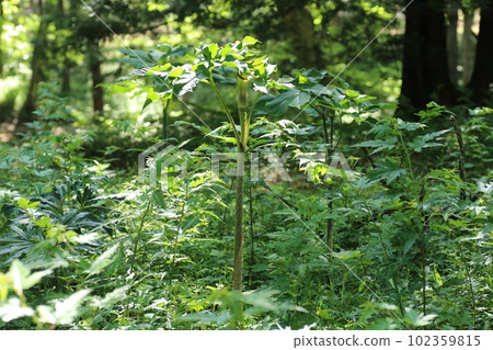 Arisaema serratum，一種在森林中開花的天南星科植物 102359815