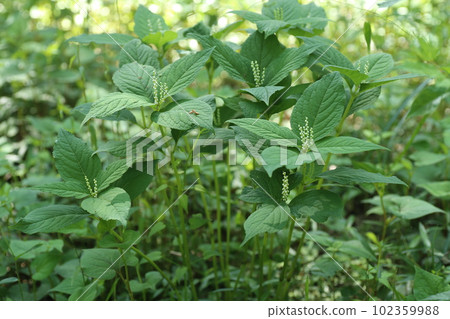 The small white flowers of the Futarisizuka bloom quietly in the woods in spring 102359988