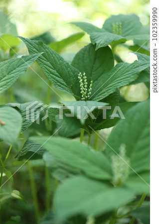 Futarisizuka的小白花春天在樹林裡靜靜地綻放 102359990