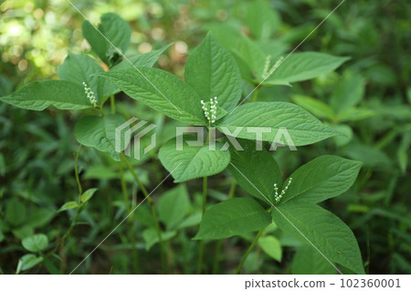 The small white flowers of the Futarisizuka bloom quietly in the woods in spring 102360001