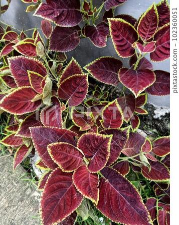 Close up of coleus plant leaves background  102360051