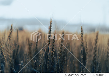 Fall landscape 102360052