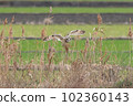 Flight of Commimizuku 102360143