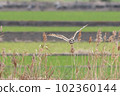 Flight of Commimizuku 102360144