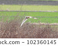 Flight of Commimizuku 102360145