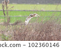 Flight of Commimizuku 102360146