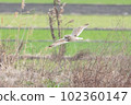 Flight of Commimizuku 102360147