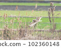 Flight of Commimizuku 102360148