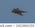 Falcon falcon 102360150