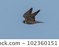 Falcon falcon 102360151