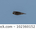 Falcon falcon 102360152