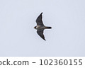 Falcon falcon 102360155