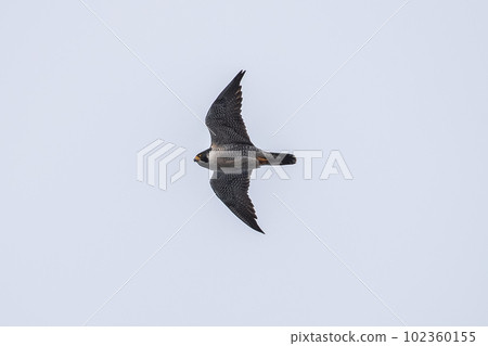 Falcon falcon 102360155