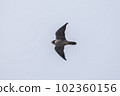 Falcon falcon 102360156