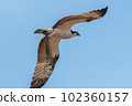 Osprey 102360157