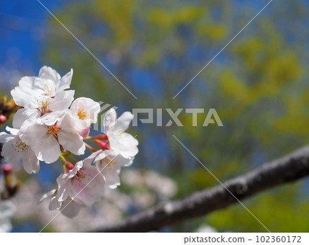 Sakura and the blue sky 102360172