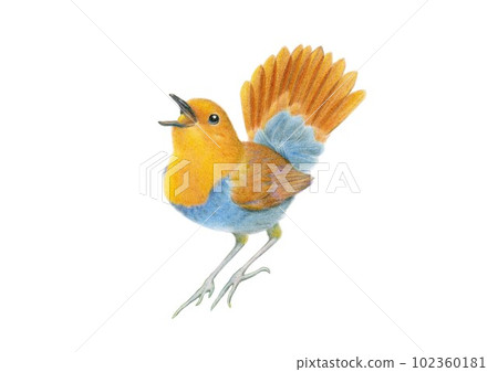 鳴叫的知更鳥手繪彩色鉛筆素描 102360181