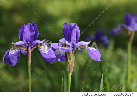 天然植物鳶尾，初夏盛開的花朵。它是一朵六瓣花，外層有三片大花瓣。花瓣底部有網狀圖案。 102360184