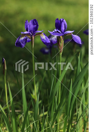 天然植物鳶尾,初夏盛開的花朵。牠喜歡乾燥的地面,在陽光充足的草原上自然生長。 天然植物鳶尾,初夏盛開的花朵。牠喜歡乾燥的地面,在陽光充足的草原上自然生長。 102360192
