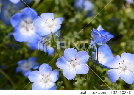京都府植物園 京都府植物園 102360288
