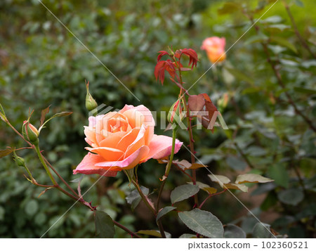Salmon pink (pink-tinged orange) rose flower [Helen Trobel] 102360521