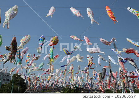 Koinobori carp streamer Takatsuki City, Osaka Prefecture Akutagawa Sakurazutsumi Park JR Takatsuki Station JR Kyoto Line Children's Day May 5th National Holiday 102360557