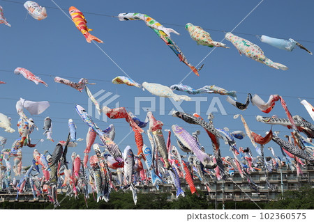 Koinobori carp streamer Takatsuki City, Osaka Prefecture Akutagawa Sakurazutsumi Park JR Takatsuki Station JR Kyoto Line Children's Day May 5th National Holiday Koinobori carp streamer Takatsuki City, Osaka Prefecture Akutagawa Sakurazutsumi Park JR Takatsuki Station JR Kyoto Line Children's Day May 5th National Holiday 102360575