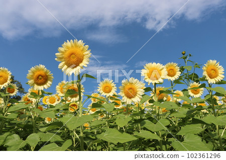 Umami Hillside Park with a summery sunflower field - Kyu Umami Hillside Park with a summery sunflower field - Kyu 102361296