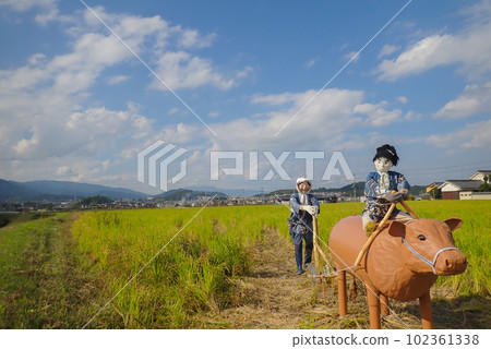 A scarecrow in a rice paddy after rice harvesting A scarecrow in a rice paddy after rice harvesting 102361338