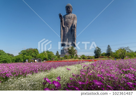 Ushiku City, Ibaraki Prefecture Spring flowers and Ushiku Daibutsu 102361487