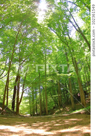 《Hyogo Prefecture》Kita Kobe, fresh green promenade 102361549